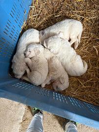 Cucciolo di maremmano