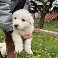 Cuccioli di Pastore Abruzzese