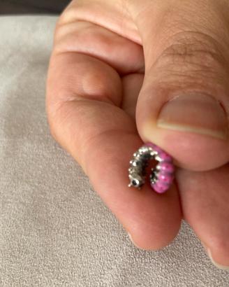 Pandora Charm Bruco Rosa 790762C01 Argento 925
