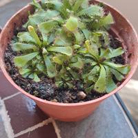 Pianta carnivora - Drosera Aliciae