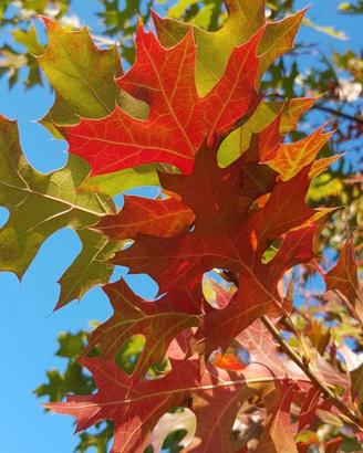 Quercia rossa