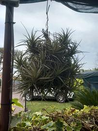 pianta dell'aria 