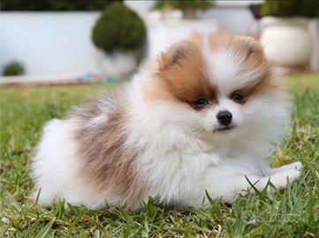 Spitz di pomerania nano