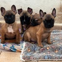 Bulldog francesi