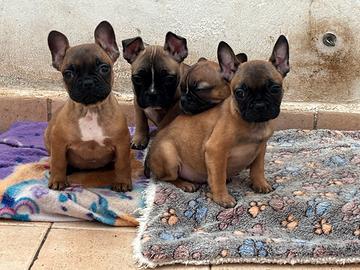 Bulldog francesi