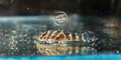 Hypancistrus l333 loricaridi pesce acquario dolce