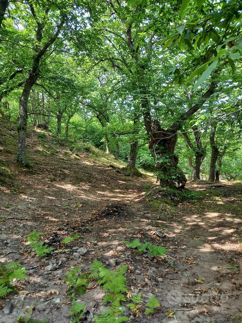 Castagneto da frutto - Vista 3