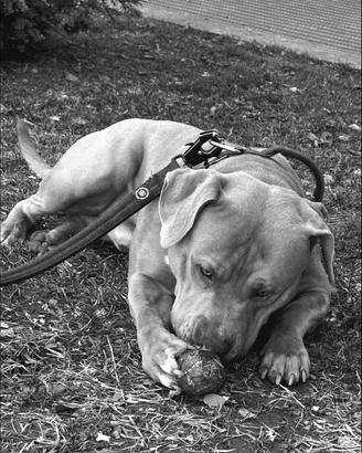 American bully