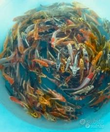 Carpe koi 5-15 cm