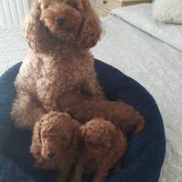 Cuccioli di barboncini