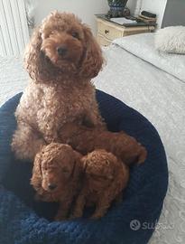 Cuccioli di barboncini