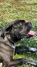 Maschio cane corso Blue per accoppiamento