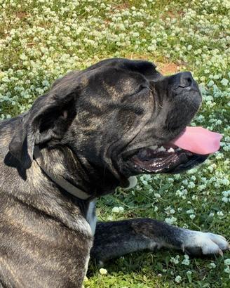 Maschio cane corso Blue per accoppiamento