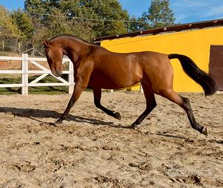 Cavalla andalusa PRE