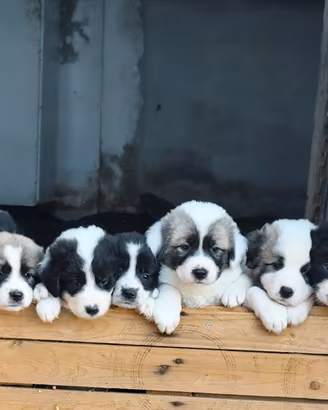 cuccioli pastore maremmano/pastore Asia Centrale 
