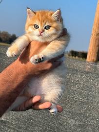 British Shorthair