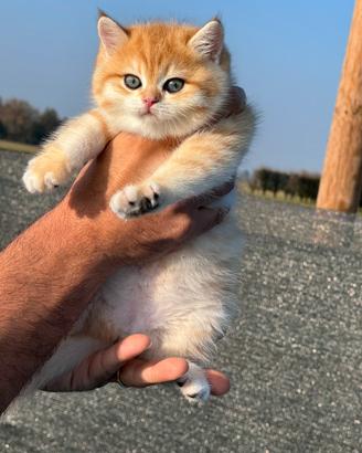British Shorthair