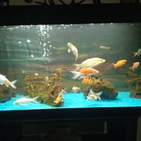 Carpe koi compreso acquario