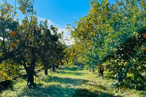 Agrumeto vista panoramica