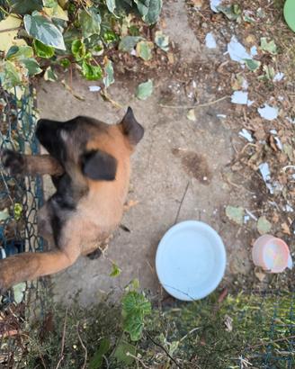 Pastore malinois