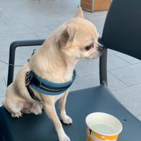 Chihuahua con pedigree x monte