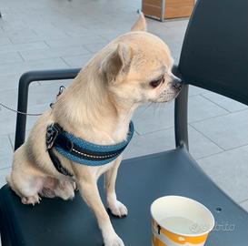 Chihuahua con pedigree x monte