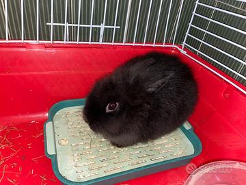 ADOZIONE - Coniglio ASSO COMO