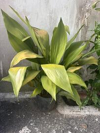 Vasi con Aspidistra verde