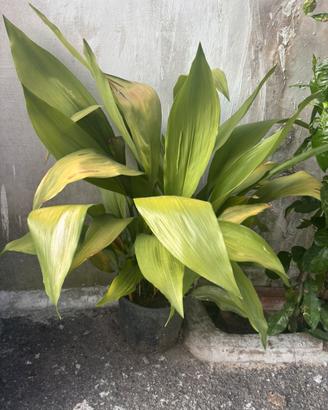 Vasi con Aspidistra verde