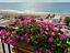 Immagine 13