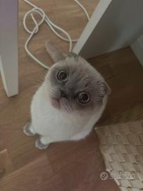 Scottish fold