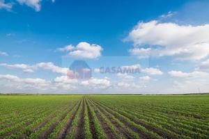 Terreno Agricolo - San Quirino