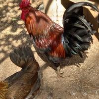 Coppia di Coronata Siciliana