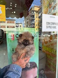 Spitz mini toy Pomerania