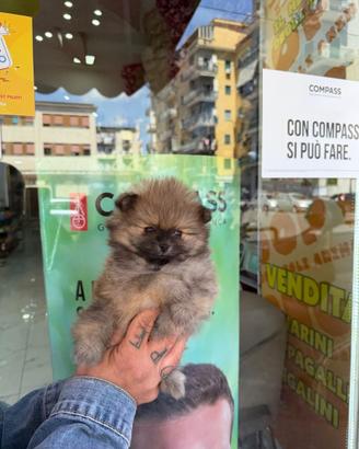 Spitz mini toy Pomerania