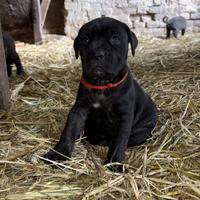 Cucciolata corso solo maschietti