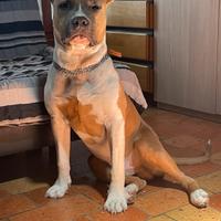 Amstaff per accoppiamento