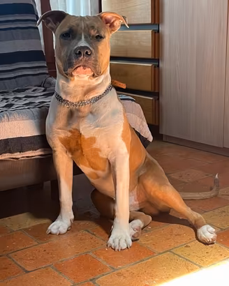 Amstaff per accoppiamento