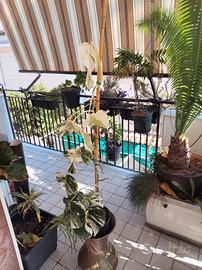 monstera variegata 