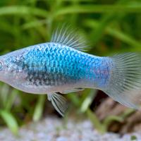 Platy Bluemetallic Tuxedo