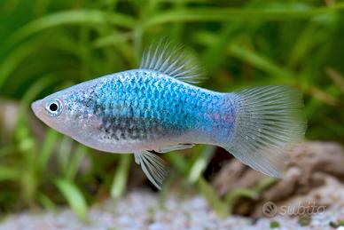 Platy Bluemetallic Tuxedo
