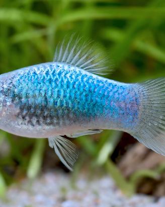 Platy Bluemetallic Tuxedo