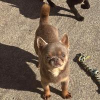 Chihuahua per accoppiamento