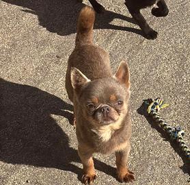 Chihuahua per accoppiamento