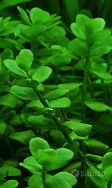 20 steli bacopa monnieri pianta acquario facile 