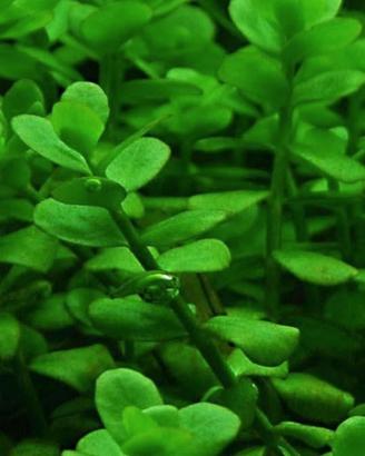 20 steli bacopa monnieri pianta acquario facile 