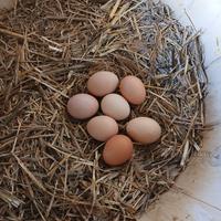 Galline uova