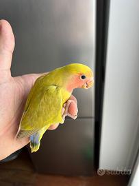 2 pappagallini inseparabili