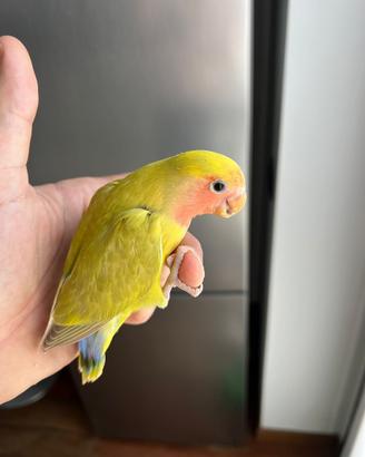 2 pappagallini inseparabili