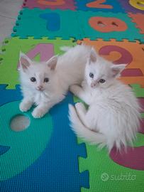 Maine coon